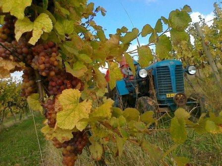 Traktor ve vinohradě