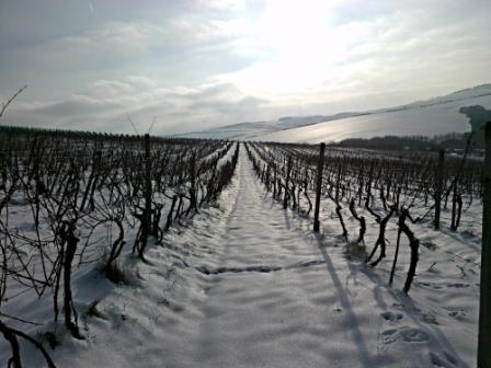 Vinohrady v zimě
